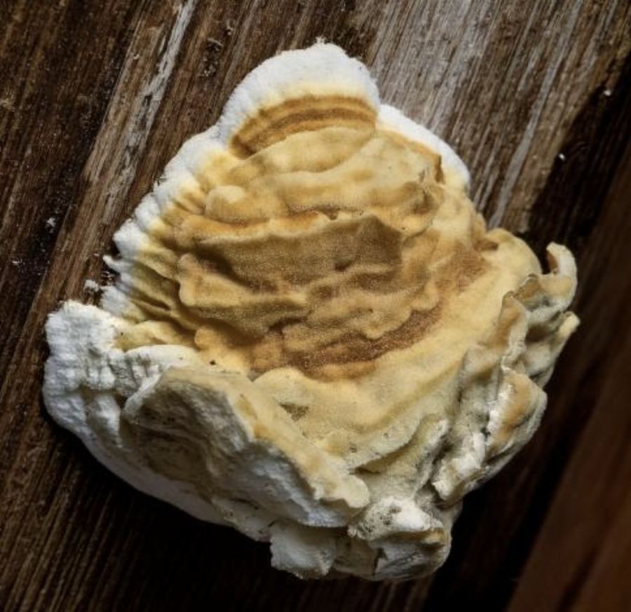 Mérule sur poutre bois